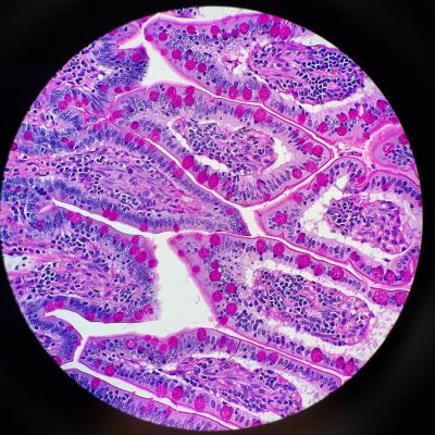 显微镜下看到的犬小肠