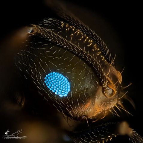显微镜下的蚂蚁复眼
