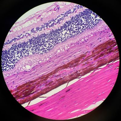 在奥林巴斯 BX40 显微镜上采集的狗视网膜组织切片
