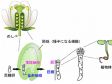 Application of silicone immersion objectives to long-term live-cell imaging of plant zygote embryogenesis