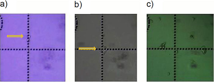 Figure 5: HeLa cells* in cell culture (a) 1 day, (b) 2 days, and (c) 5 days after transfer with the MMI CellEctor.