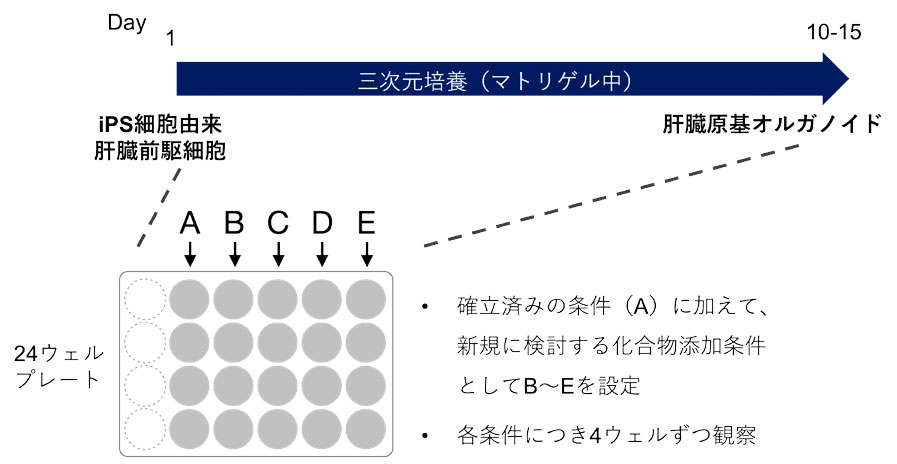 図1 実験デザインの概要