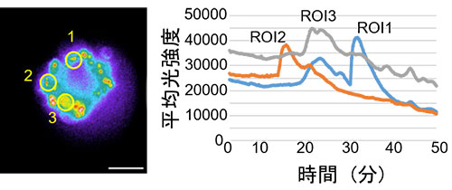 组胺刺激引起的钙离子浓度波动的测量