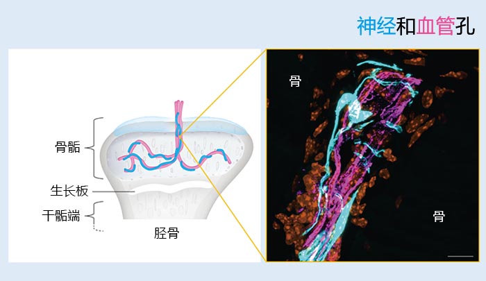 图2:神经和血管孔