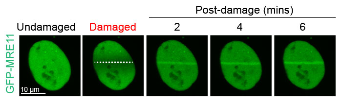 Figure 2: Damage-dependent accumulation of MRE11 at the DNA break site