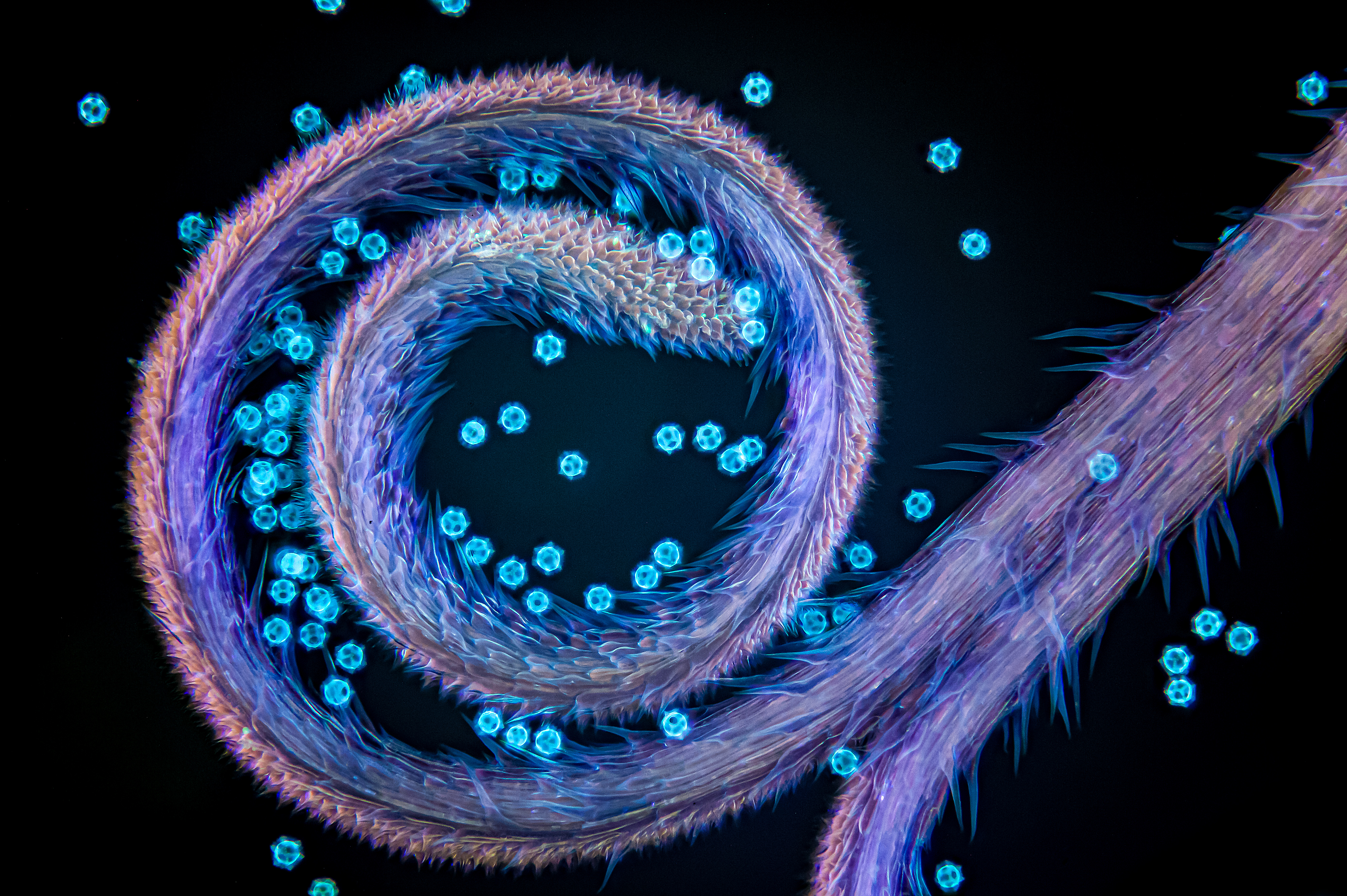 Captured by Till Stephan (Germany). Heart cells derived from induced pluripotent stem cells.
