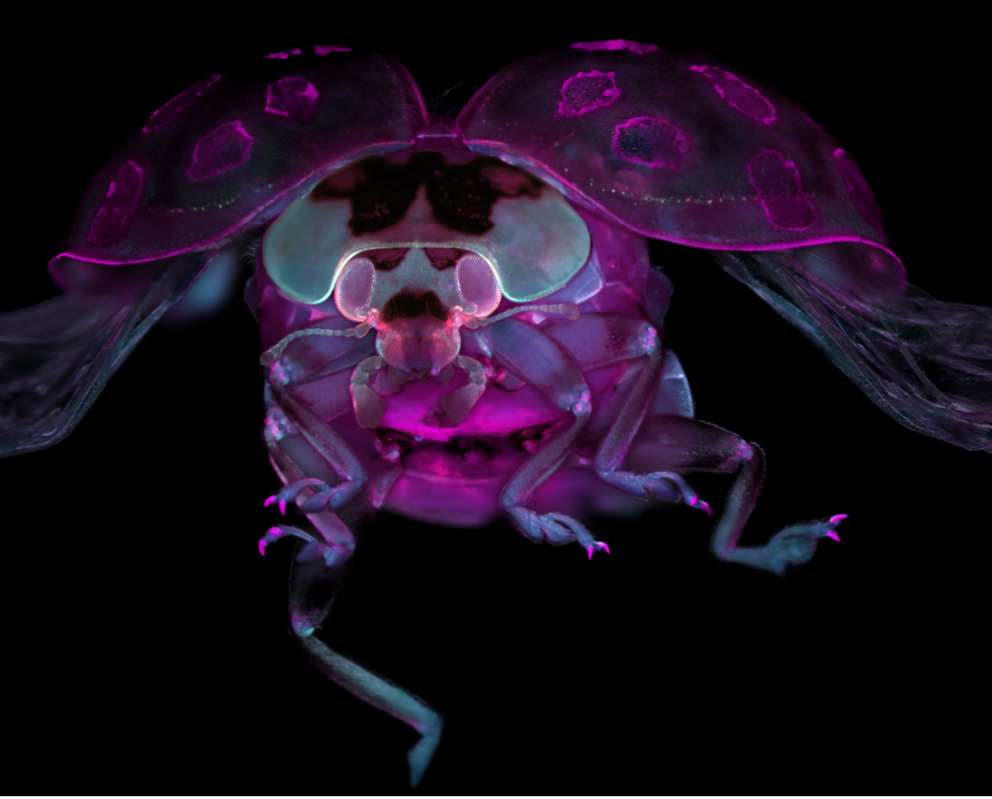 Evident Image of the Year Americas winner: Tissue-cleared ladybug. Captured by Marko Pende.