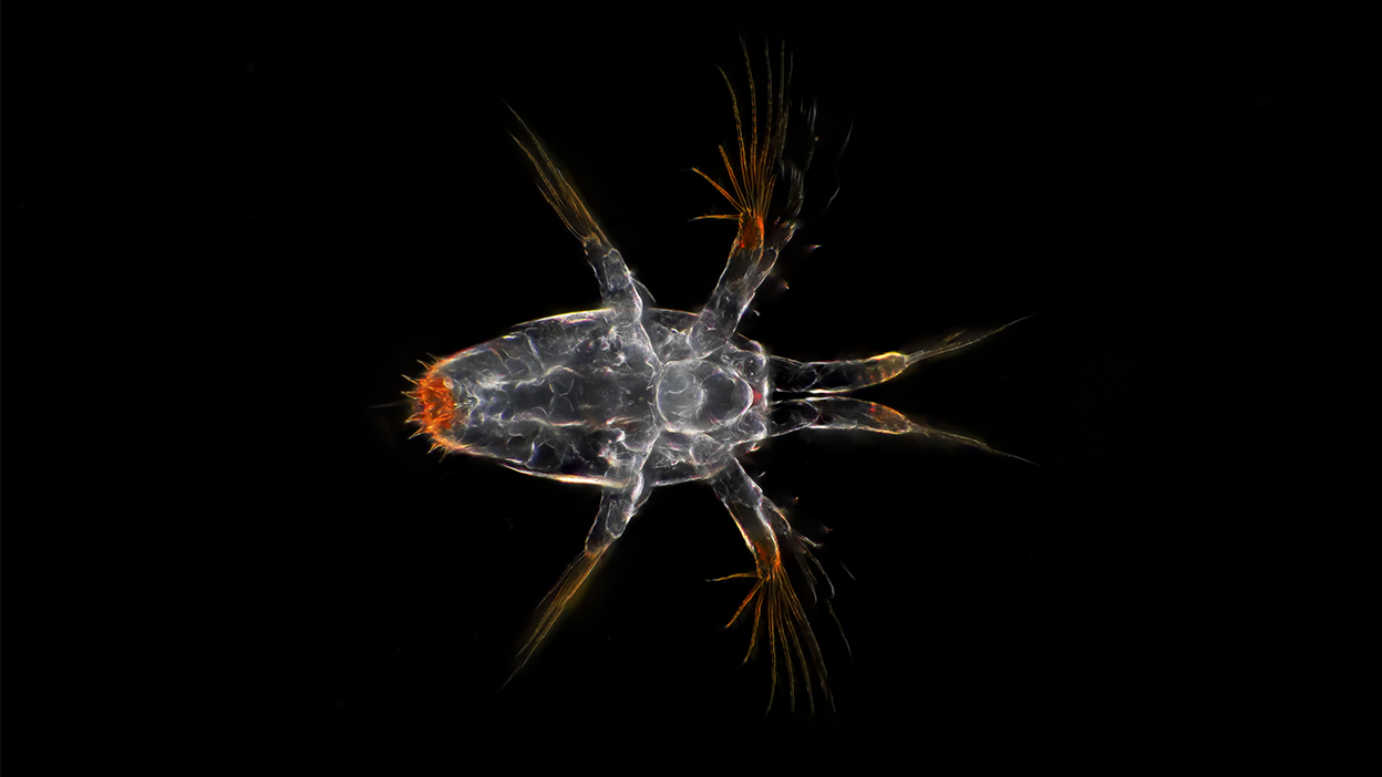 Copepod larva from the High Arctic under a microscope. Image courtesy of Jan van IJken.