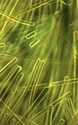 Milkweed Fibers