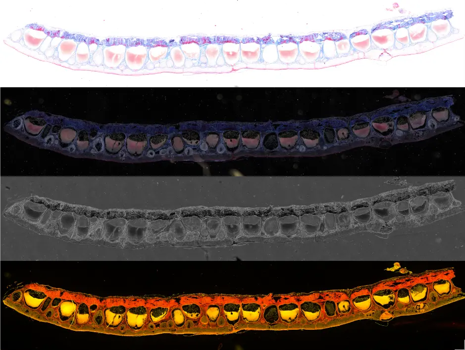 Figure 1. Top to bottom: Brightfield (BF), darkfield (DF), phase contrast, and fluorescent images (Cy3 and Cy5) of a frog skin showing glans, acquired with 20X objective. The histology slides series are standardly colored with AZAN: a multicolored staining by nuclear red for cell nuclei, connective tissue blue, ethrocytes orange, and keratinized tissue red.