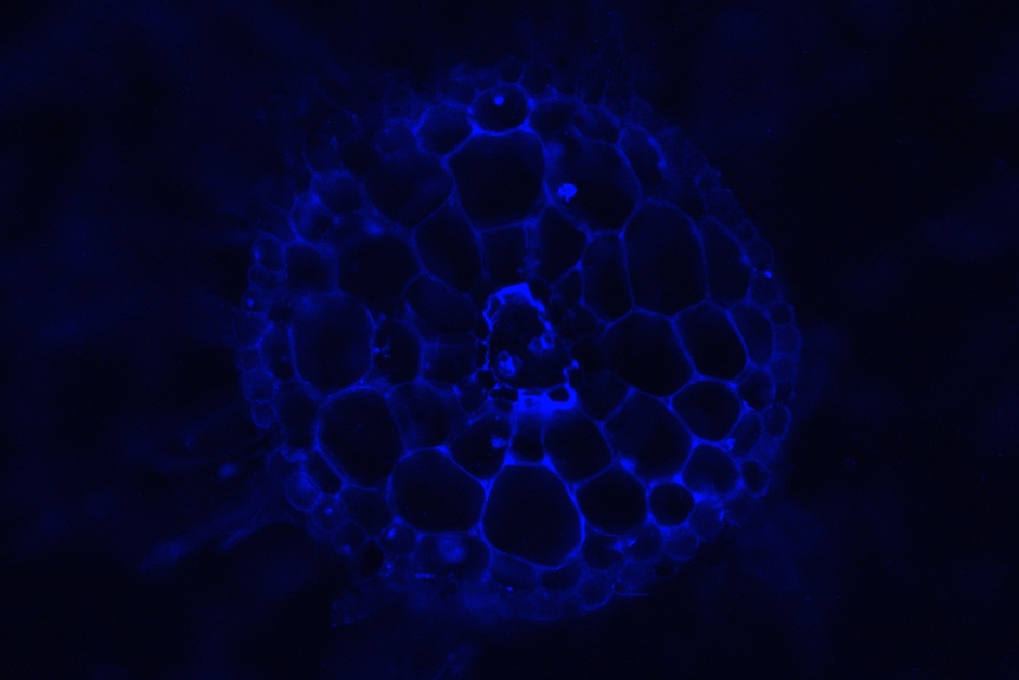 Fluorescence images of the stress group, showing the raw data and the data after signal adjustment.