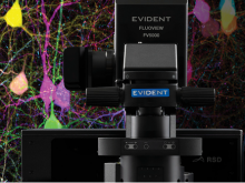 Innovations in Microscopy: FLUOVIEW™ FV5000 Redefines the Boundaries of Confocal and Multiphoton Imaging