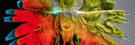 Green algae