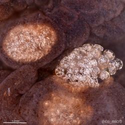 Sea cucumbers under the microscope