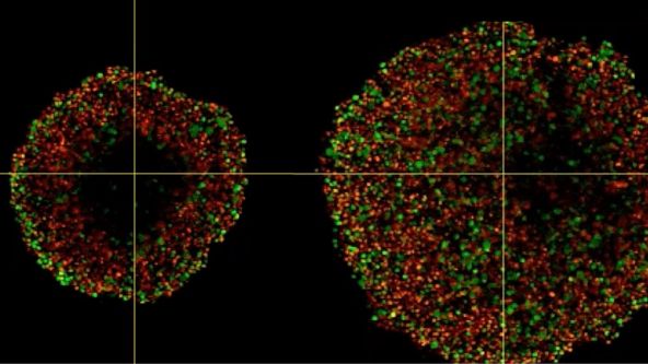 Investigating Spheroid Architecture Using the FV3000 Confocal Microscope