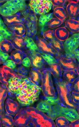 Mouse Kidney