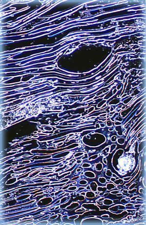 液晶DNA