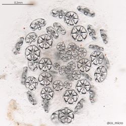 Sea cucumbers under the microscope
