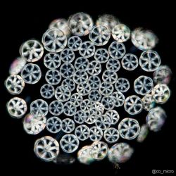 Sea cucumbers under the microscope