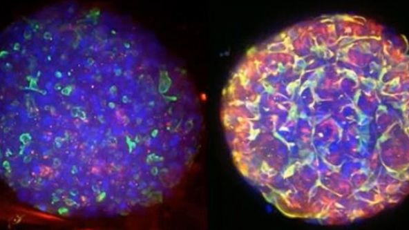 Converting from 2D to 3D: Bio-Techne Solutions for Your 3D Culture
