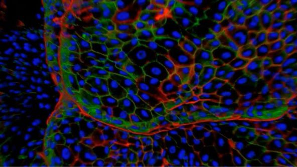 Advances in 3D Optical Imaging Technologies: An Overview