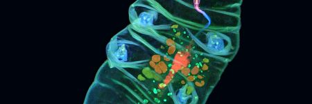 Image of a live tardigrade