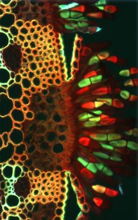 Wheat Rust Pustule