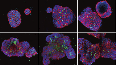 3D Assays: Intelligent Software, Insightful Analyses