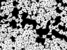 TruAI技术的10项关键改进推动了生命科学图像分析的发展